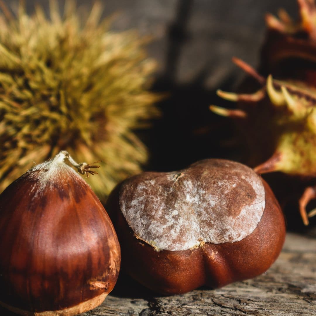 Zwei Marroni neben stacheligen Kastanienhüllen