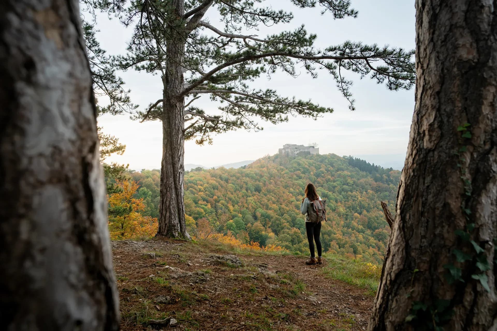 Wanderin unter einer Kiefer blickt auf einen Hügel mit herbstlich gefärbtem Wald